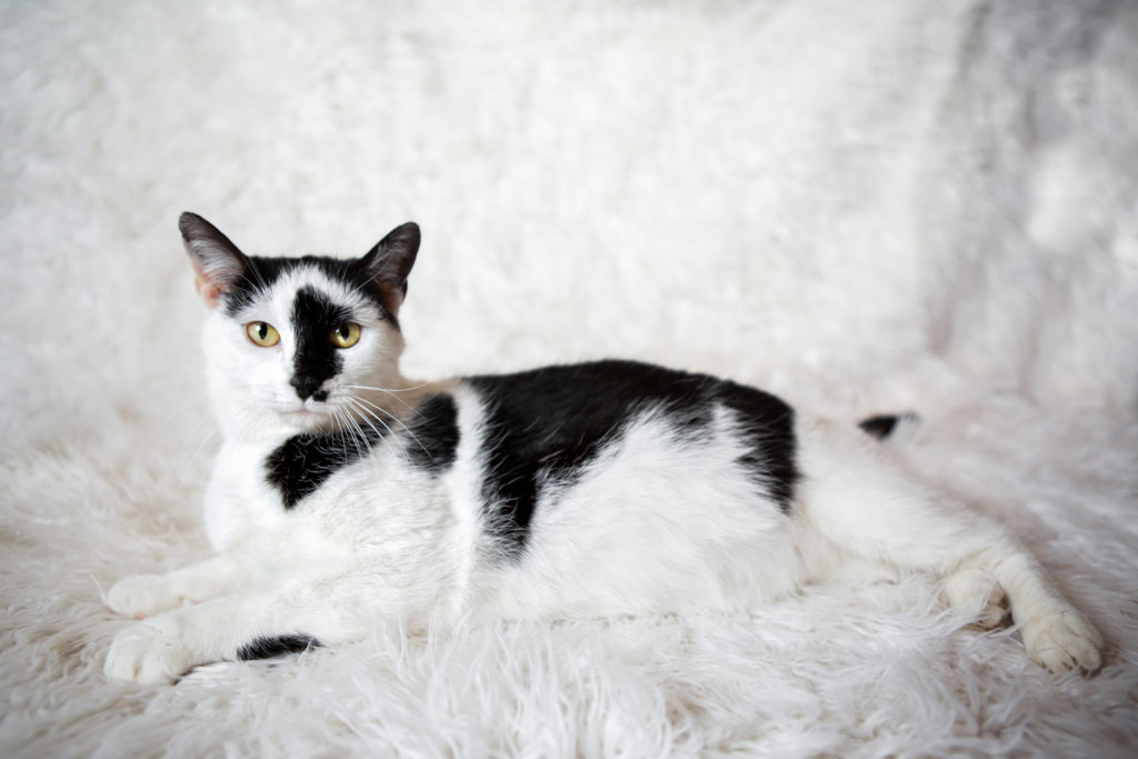 White and black cat laying on a furry white blanket. 