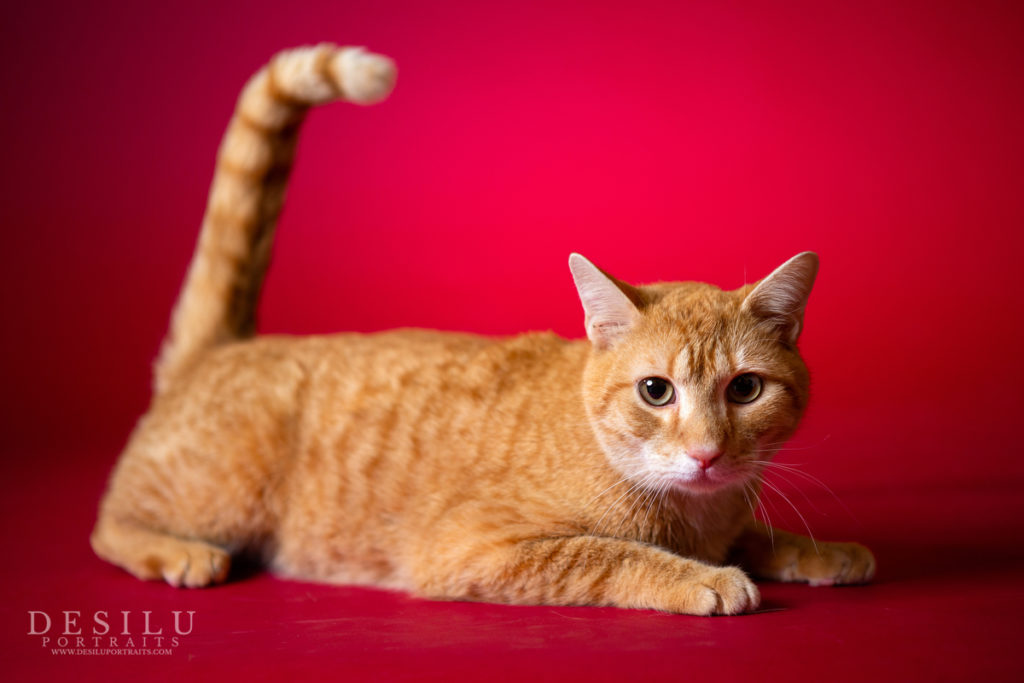 Orange cat laying down with tail up in air air looking at you. 