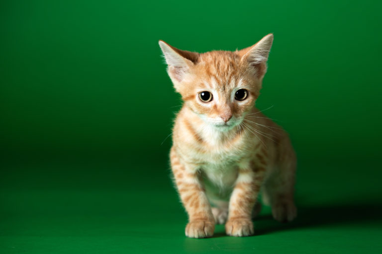 Pet Wellness Clinics