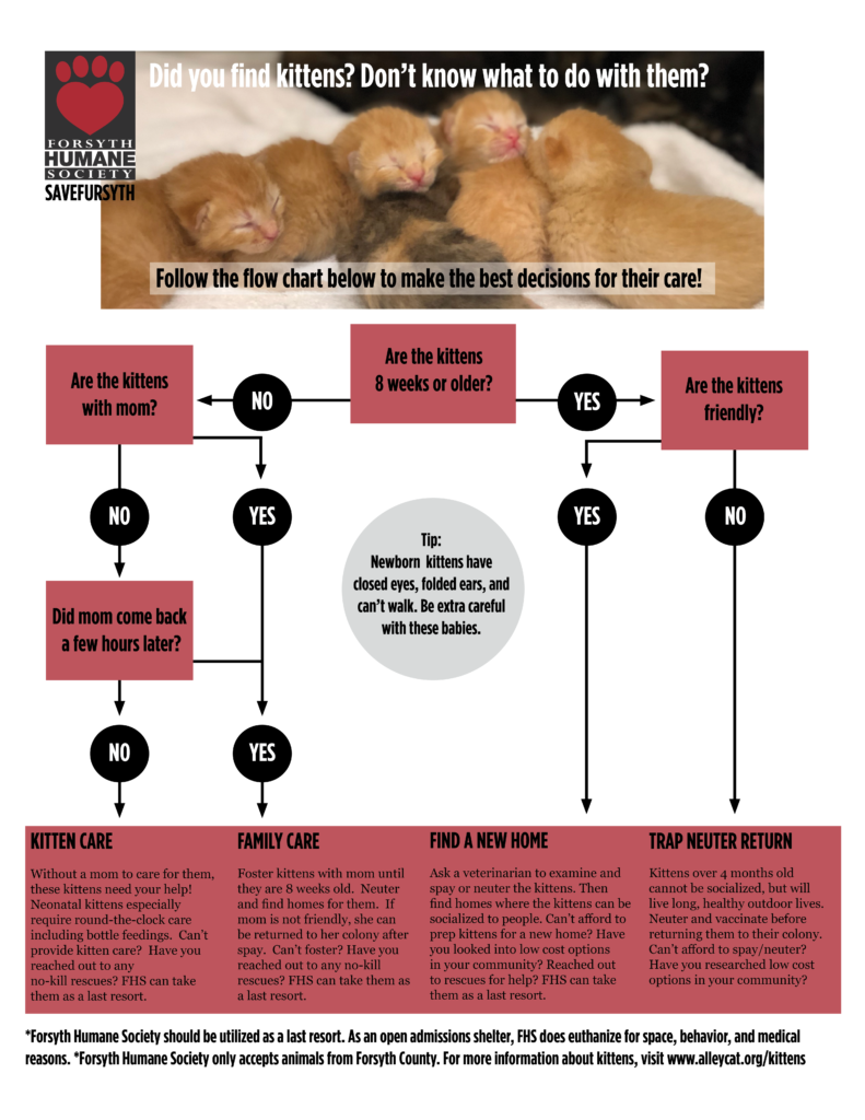 Kitten Socialization Chart