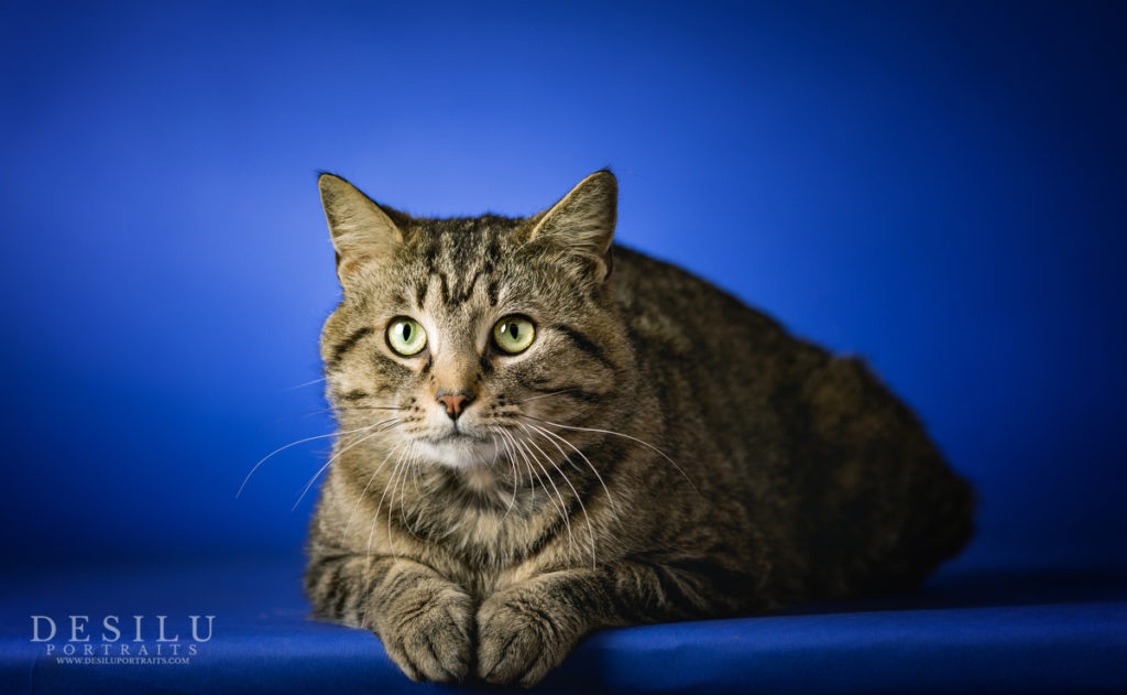 Brown tabby cat laying down looking at you. 