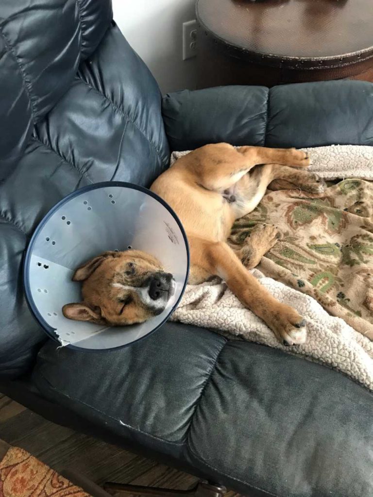 Brown mixed breed dog sleeping on blue recliner with a medical cone on his neck. 