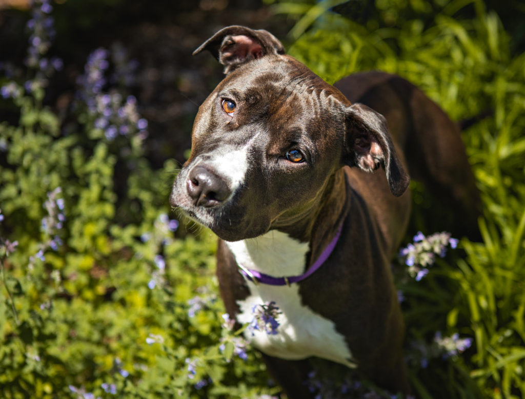 Perro marrón y blanco de pie en flores púrpuras para adopción