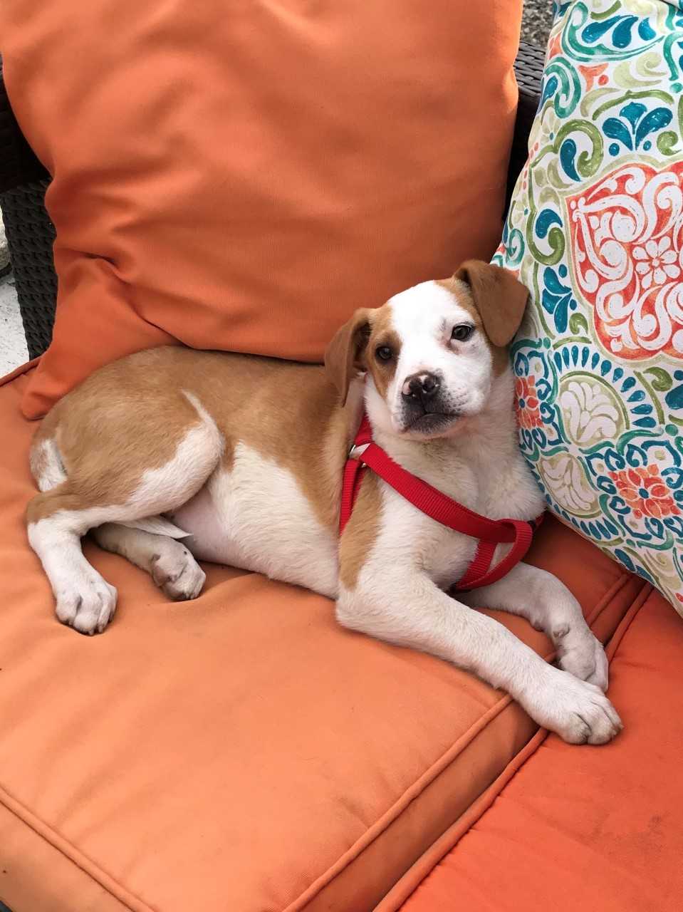 brown and white foster puppy laying on orange couch