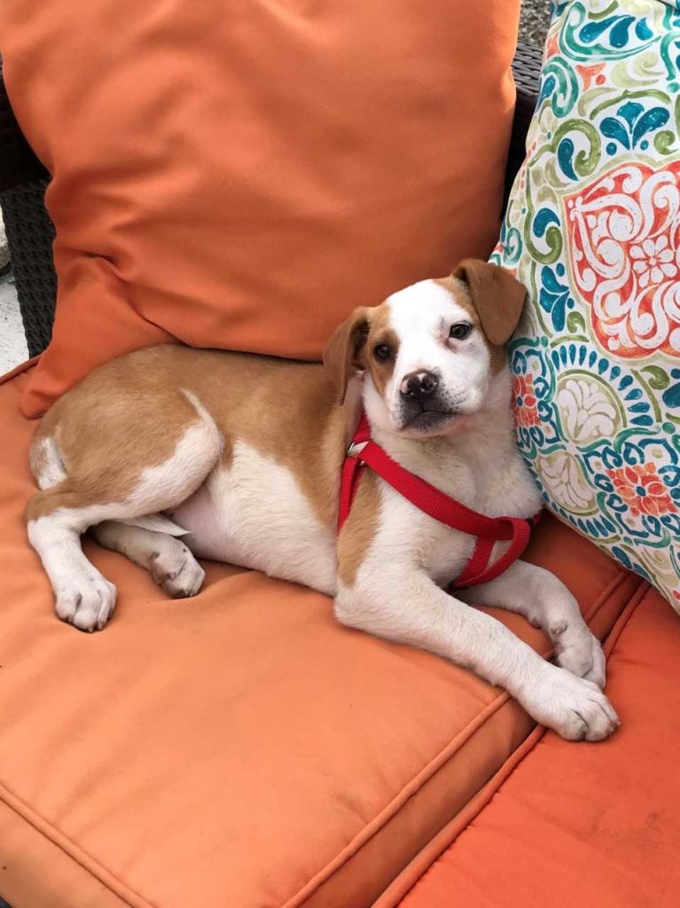 Cachorro de crianza marrón y blanco tendido en el sofá
