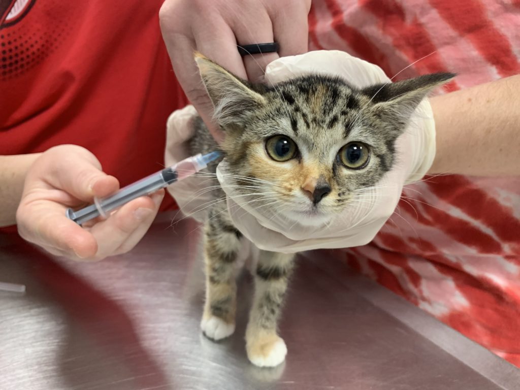 calico kitten receiving first vaccines.