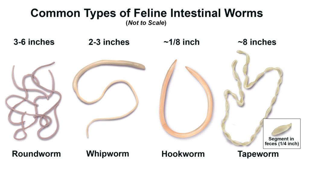 Common Types of Intestinal Worms 0