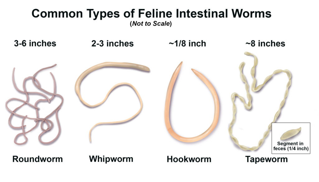 What Type of Worms Do Dogs Get? Uncover the Truth