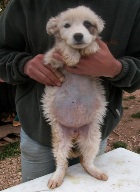 Cómo Se Tratan Las Lombrices Intestinales En Los Perros