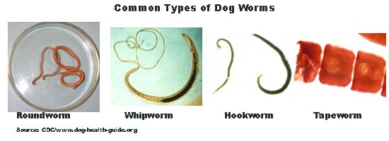 roundworm in dog poop