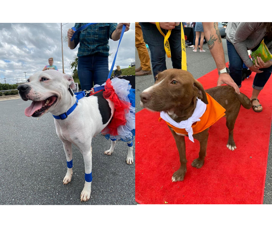 Sporty (left) won Best in Show while Banks (right) won Judge's Choice Award. Both dogs were adopted!