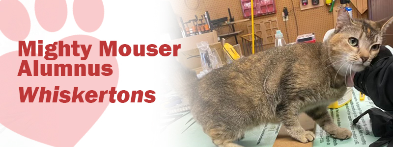 What is store a mouser