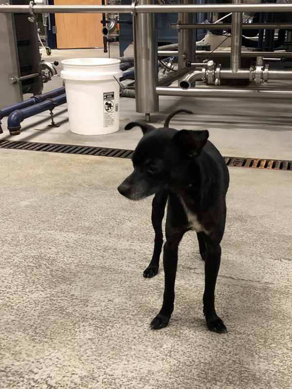 Marco, small black chihuahua, in the brewery Fiddlin' Fish