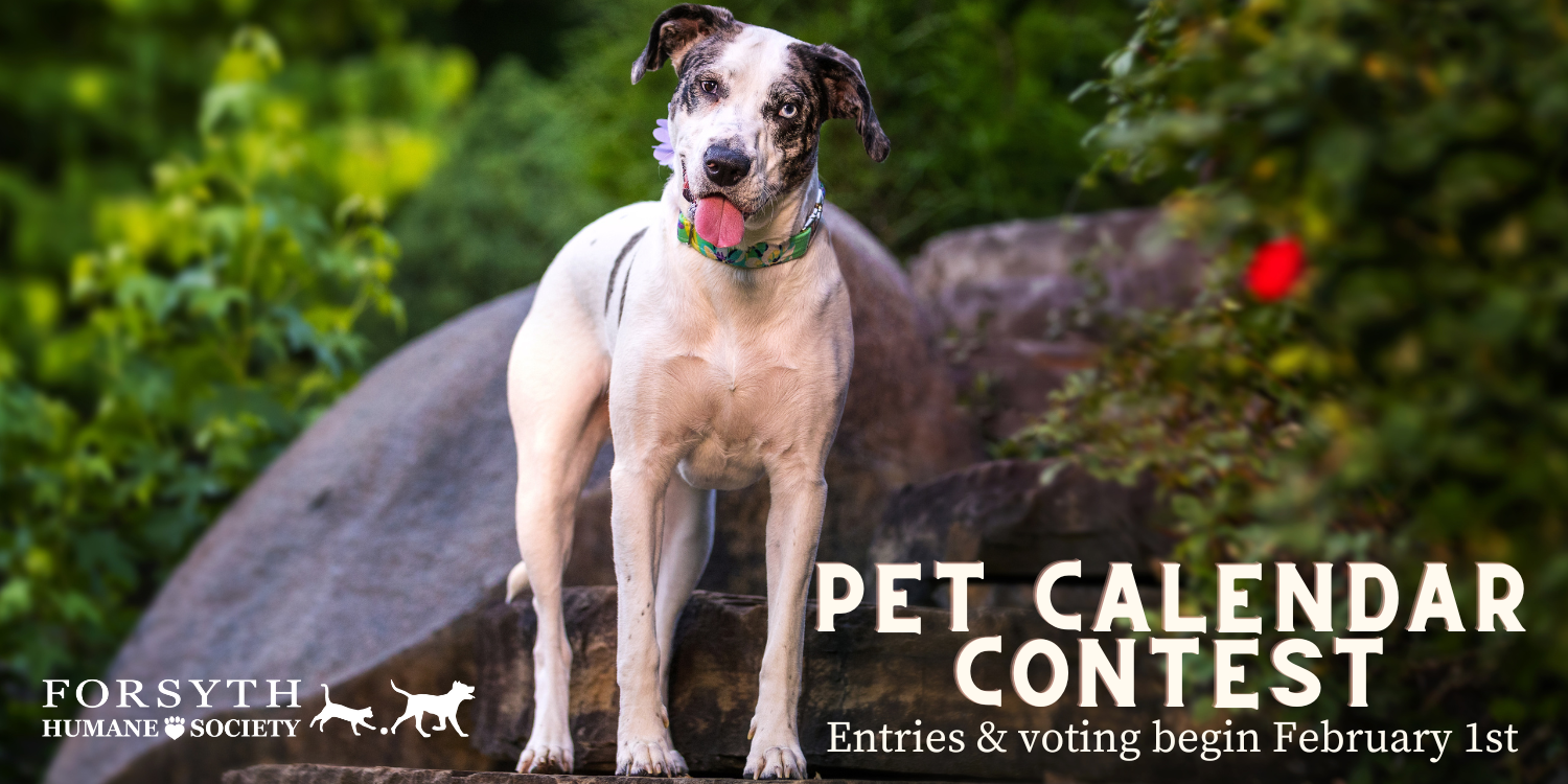 Pet Calendar Contest Forsyth Humane Society