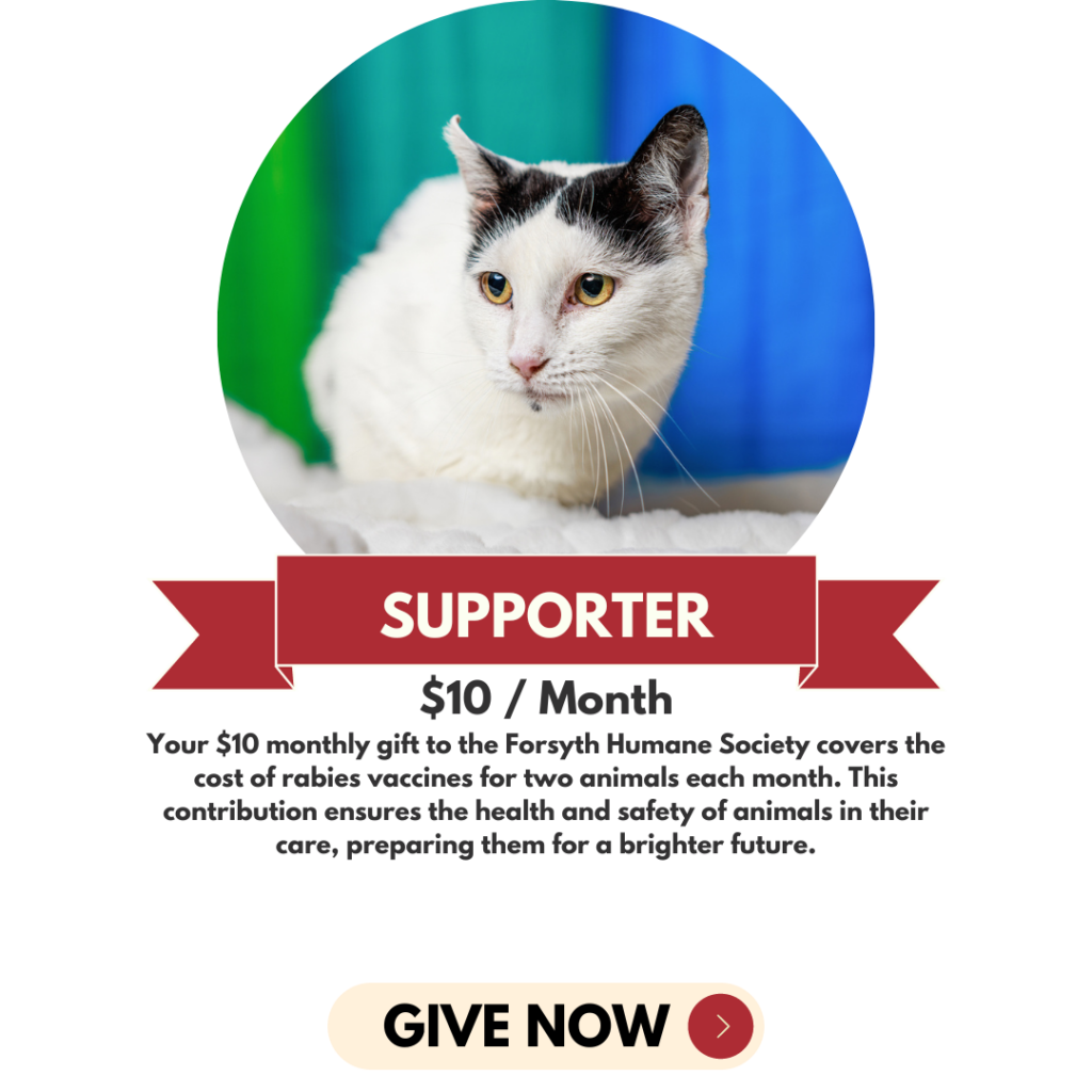 Adopt-A-Cat Month® - American Humane - American Humane